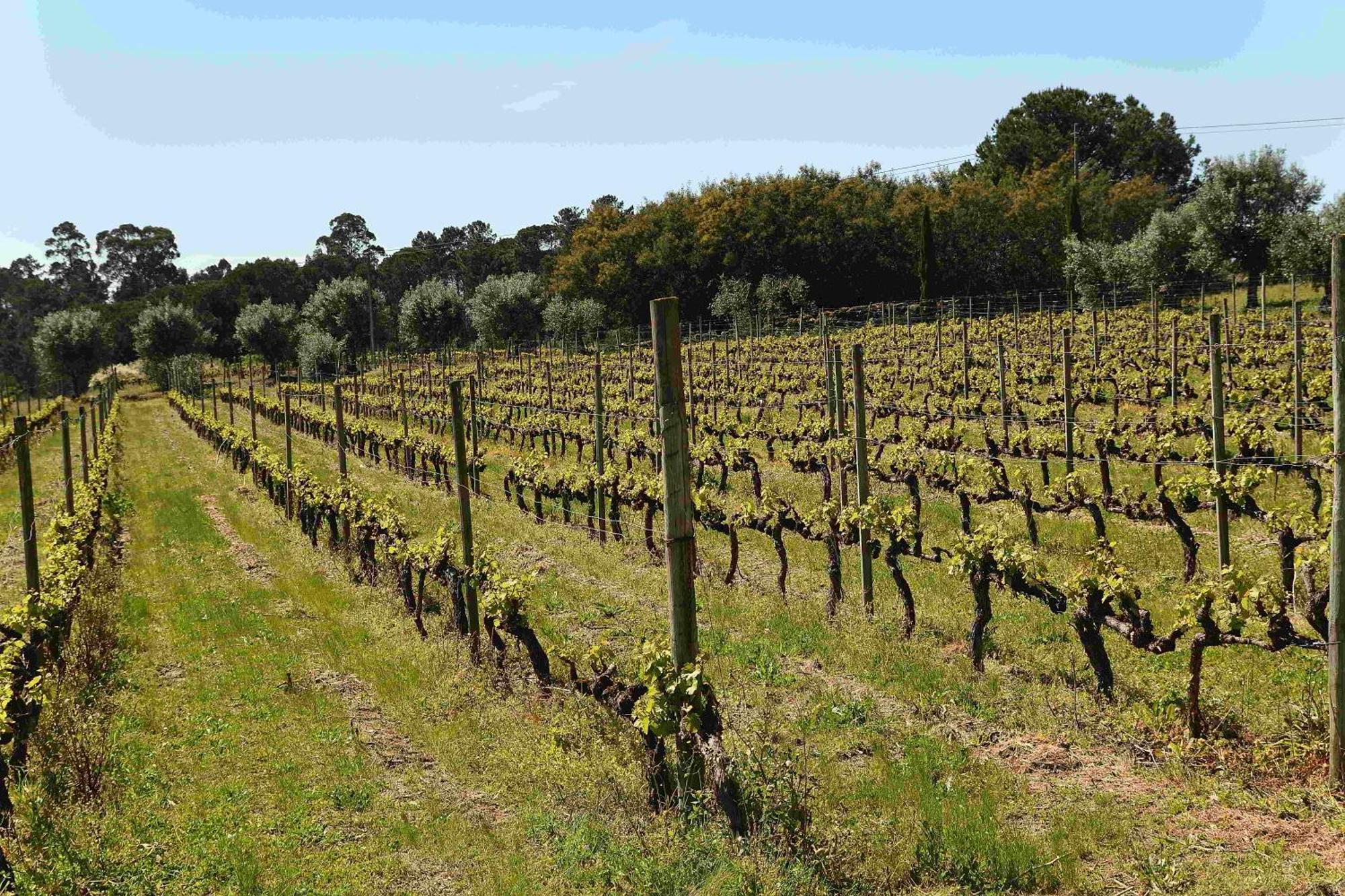 Quinta Da Fata Agroturismo *