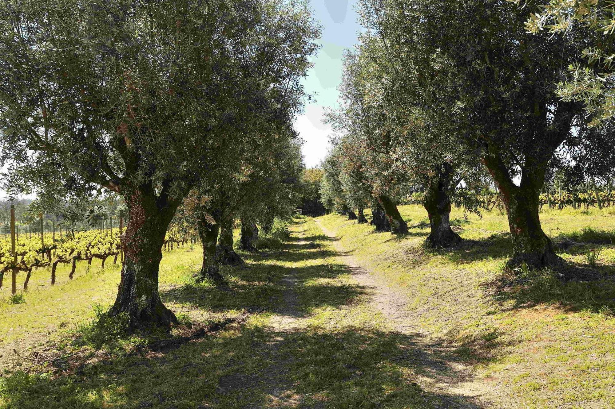 Quinta Da Fata *